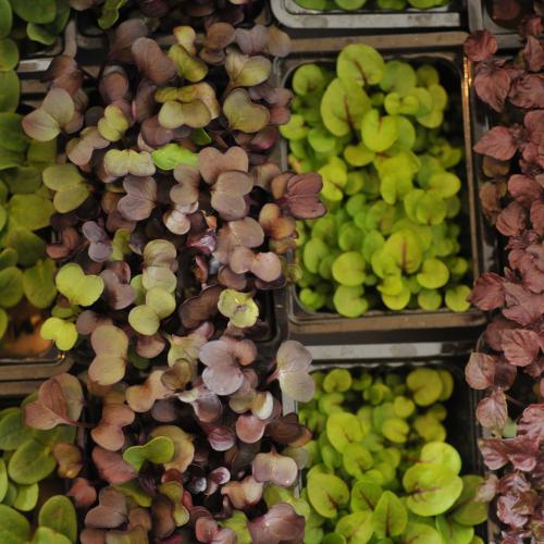 Micro Herbs